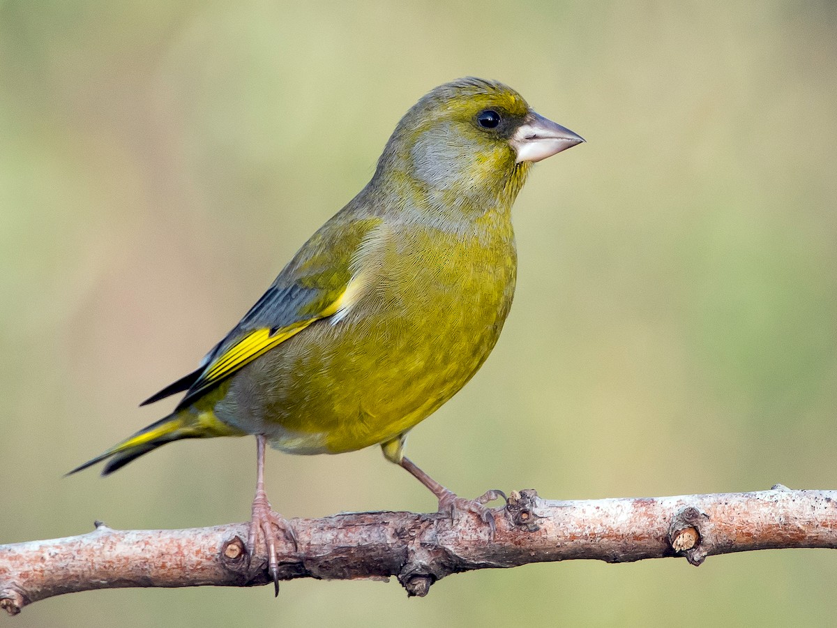 European Greenfinch